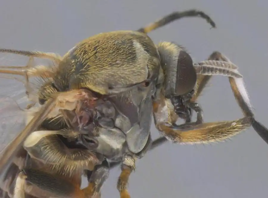 Соотношение численности кровососущих мошек в предгорных районах Соотношение численности кровососущих мошек в предгорных районах