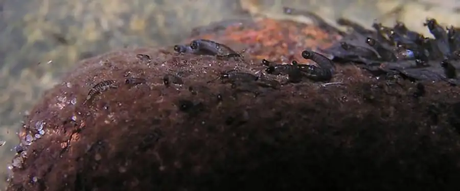 Сезонный ход численности нападающих мошек Сезонный ход численности нападающих мошек