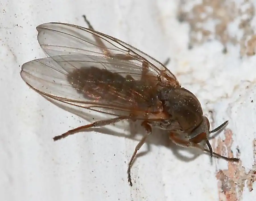 Степень агрессивности мошек лесостепи Степень агрессивности мошек лесостепи