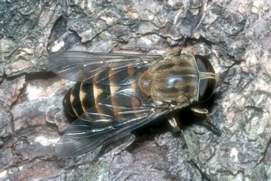 Ландшафтно-географическое распределение слепней Ландшафтно-географическое распределение слепней