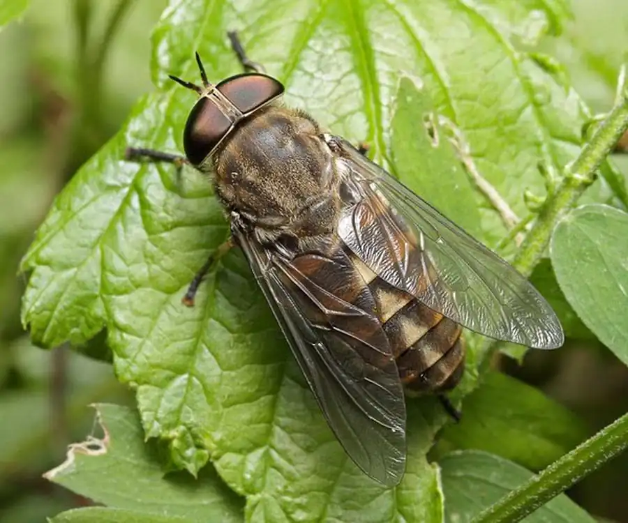 Распределение видов слепней Новосибирской области по типам фаун Распределение видов слепней Новосибирской области по типам фаун