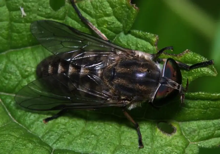 Фауны слепней северной и южной лесостепи Фауны слепней северной и южной лесостепи