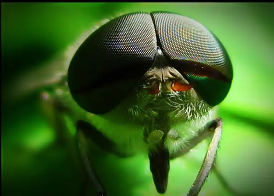 Характерная фауна слепней Характерная фауна слепней