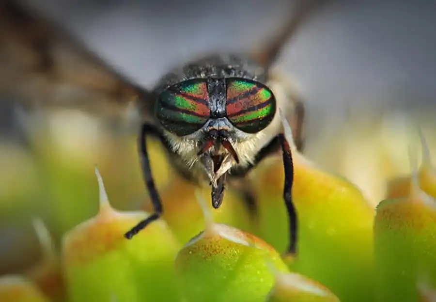 Благоприятные условия для жизнедеятельности слепней Благоприятные условия для жизнедеятельности слепней