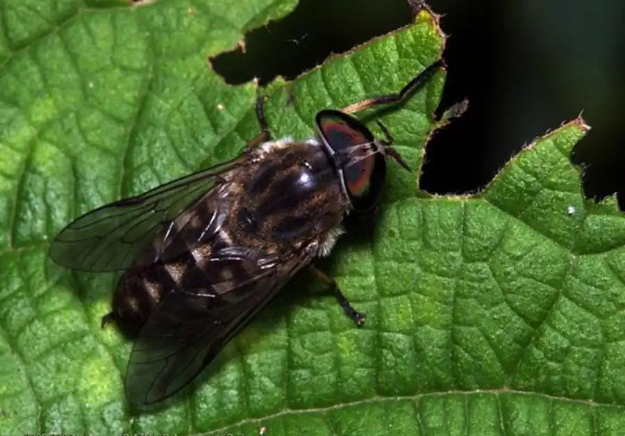 Видовой состав слепней Видовой состав слепней