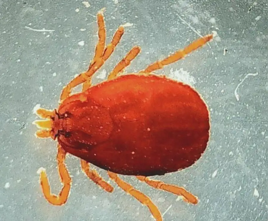 Изучение фауны иксодовых клещей Новосибирской области Изучение фауны иксодовых клещей Новосибирской области