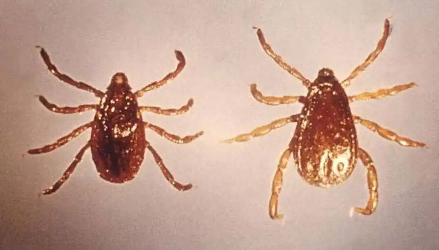 Изучение распространения иксодовых клещей в Новосибирской области Изучение распространения иксодовых клещей в Новосибирской области