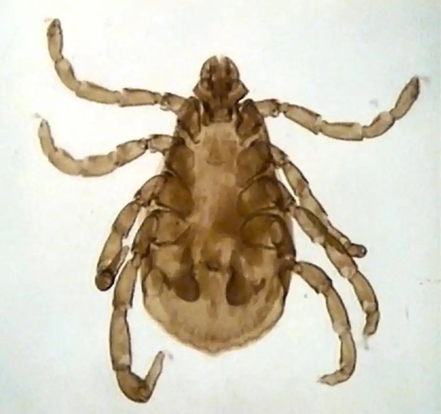 Специфический паразит береговой ласточки Специфический паразит береговой ласточки