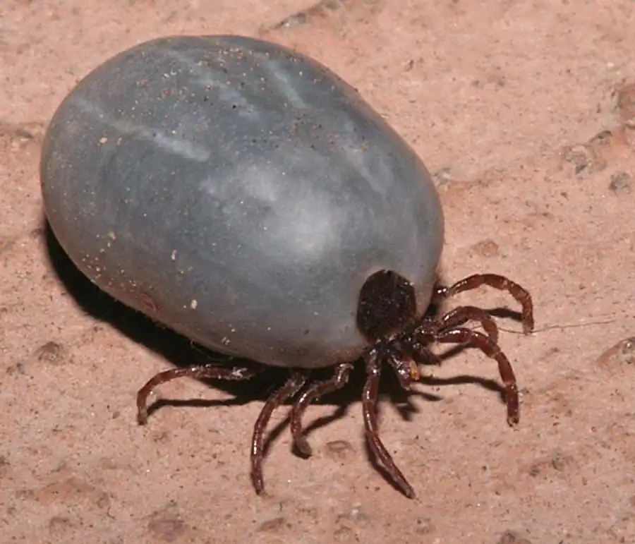 Исследование клещей при изучении очага Исследование клещей при изучении очага