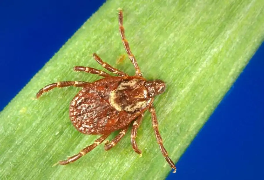 Распространение клещей рода Dermacentor