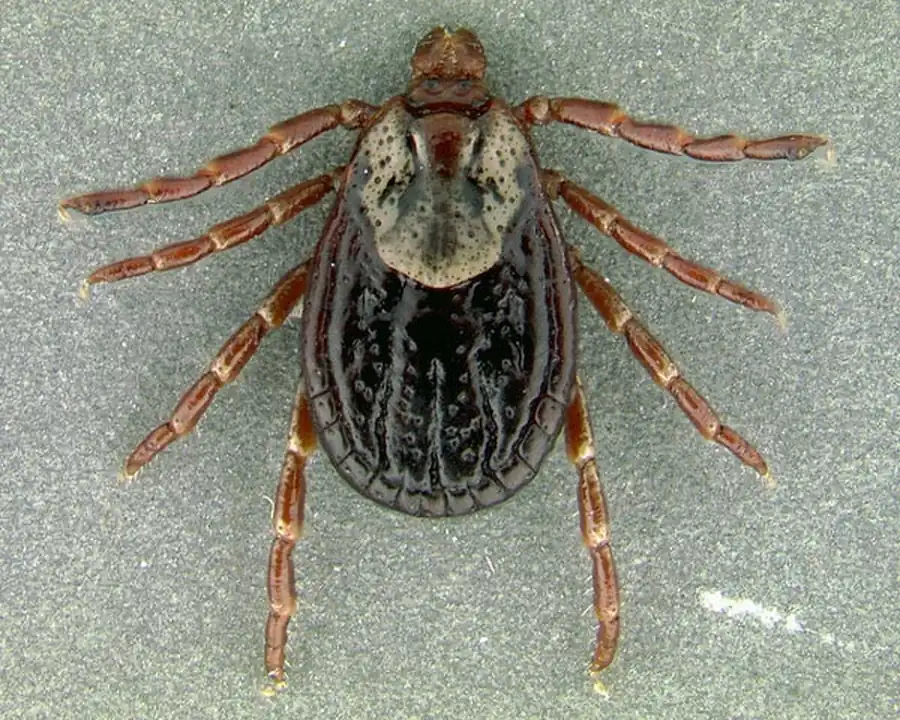 Массовые клещи в Новосибирской области Массовые клещи в Новосибирской области