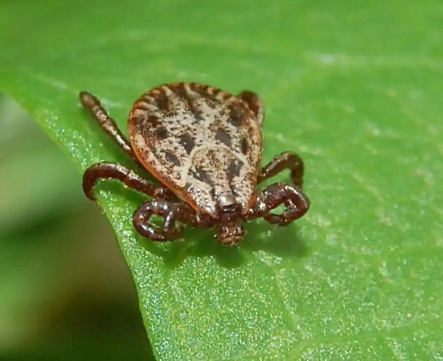 Колебания численности клещей в Новосибирской области Колебания численности клещей в Новосибирской области