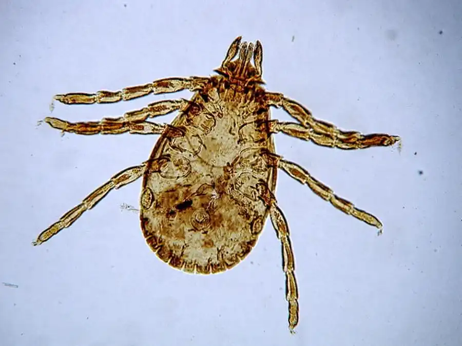 Амплитуда колебания численности клещей Dermacentor в разные годы Амплитуда колебания численности клещей Dermacentor в разные годы