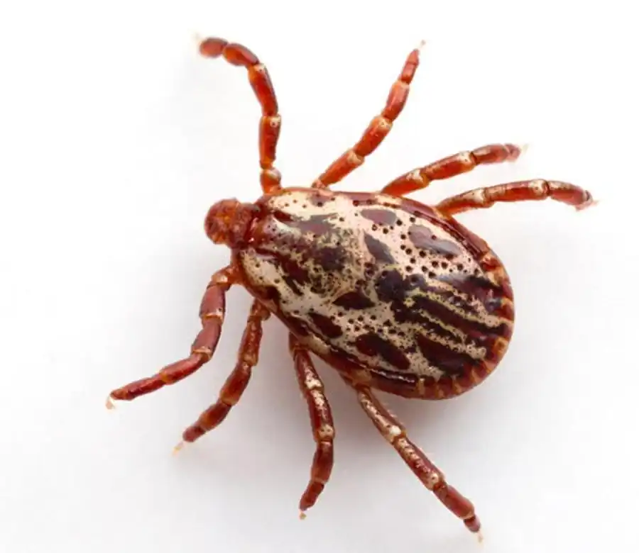 Виды иксодовых клещей Новосибирской области Виды иксодовых клещей Новосибирской области