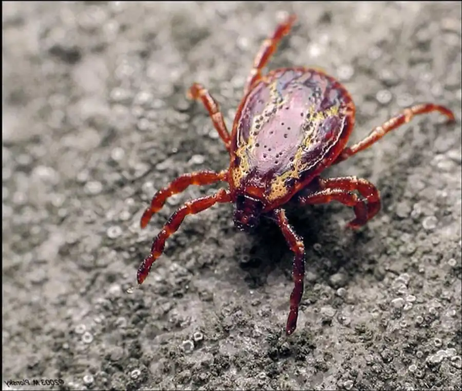 Распространение иксодовых клещей на территории Новосибирской области Распространение иксодовых клещей на территории Новосибирской области