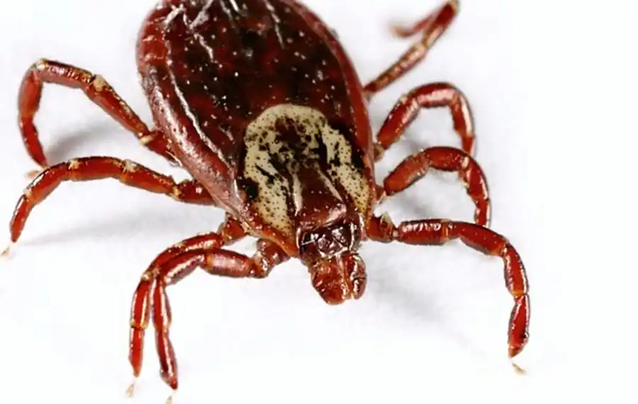 Литература по исследованиям иксодовых клещей Литература по исследованиям иксодовых клещей