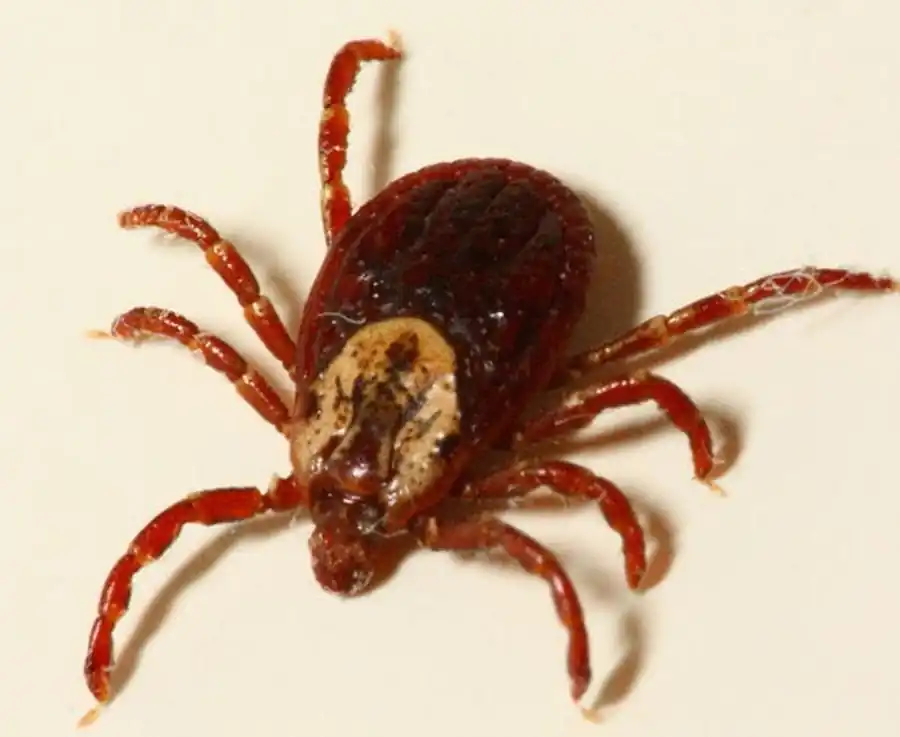 Литература по исследованиям иксодовых клещей. Часть 2 Литература по исследованиям иксодовых клещей. Часть 2