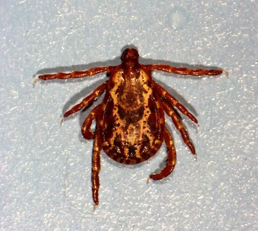 Литература по исследованиям иксодовых клещей. Часть 3 Литература по исследованиям иксодовых клещей. Часть 3