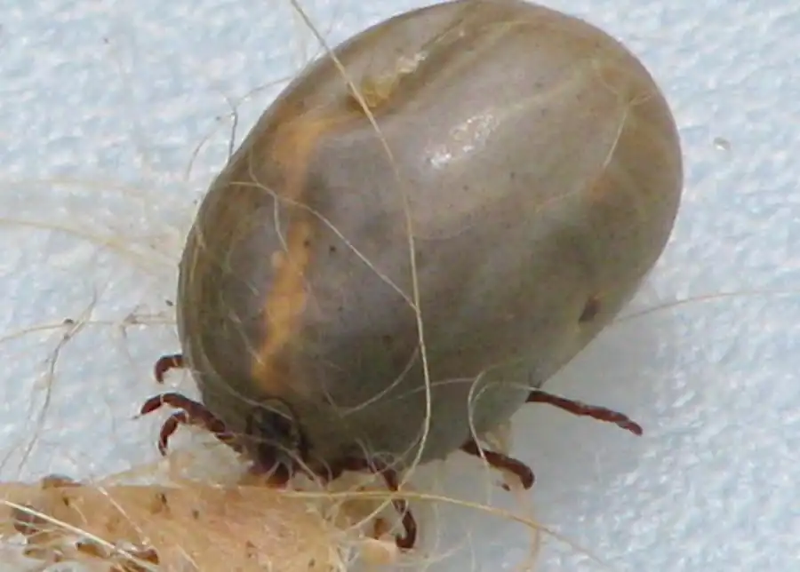 Литература по исследованиям иксодовых клещей. Часть 4 Литература по исследованиям иксодовых клещей. Часть 4