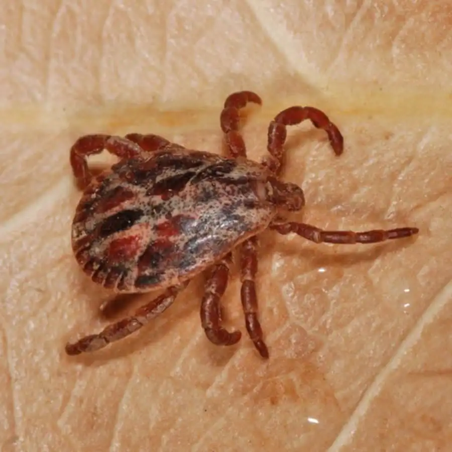 Сведения о гамазовых клещах на территории Новосибирской области Сведения о гамазовых клещах на территории Новосибирской области