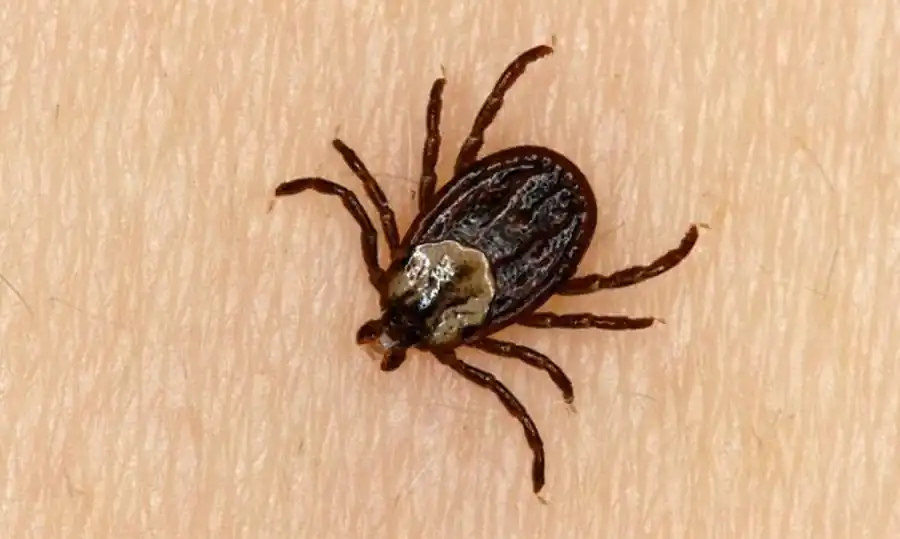 Видовой состав гамазовых клещей Новосибирской области Видовой состав гамазовых клещей Новосибирской области