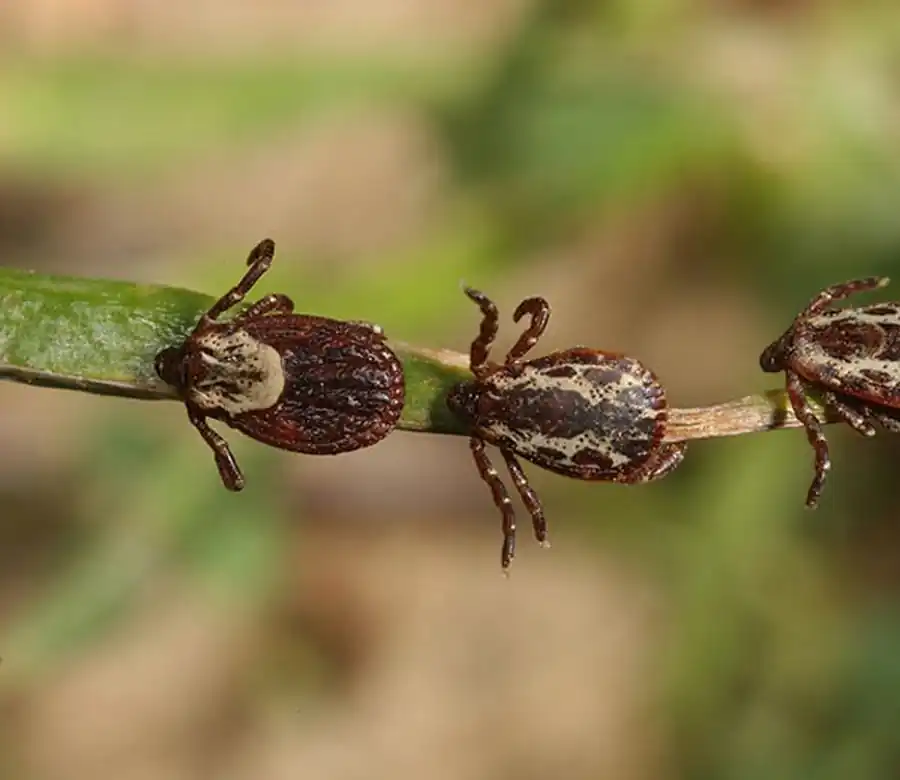 Современном состоянии систематики гамазовых клещей Современном состоянии систематики гамазовых клещей