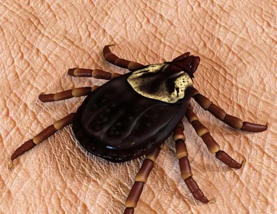 Клещи в урмано-болотной подзоне тайги Клещи в урмано-болотной подзоне тайги