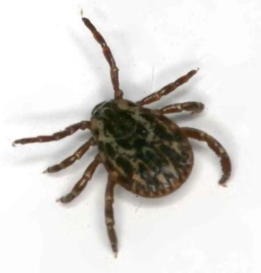 Клещи предгорной тайги Салаира Клещи предгорной тайги Салаира