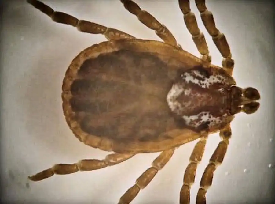 Клещи в приобских борах Клещи в приобских борах