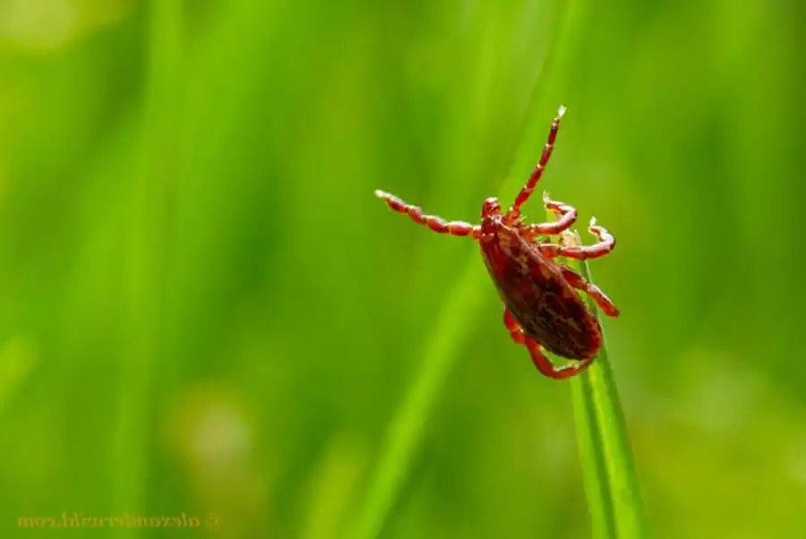 Клещи подзоны березово-осинных лесов Клещи подзоны березово-осинных лесов