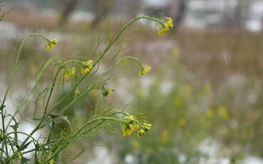 Ландшафтно-эпидемиологическом районировании по туляремии Томской области Ландшафтно-эпидемиологическом районировании по туляремии Томской области