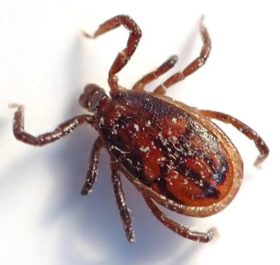 Клещи северной и центральной лесостепи Клещи северной и центральной лесостепи