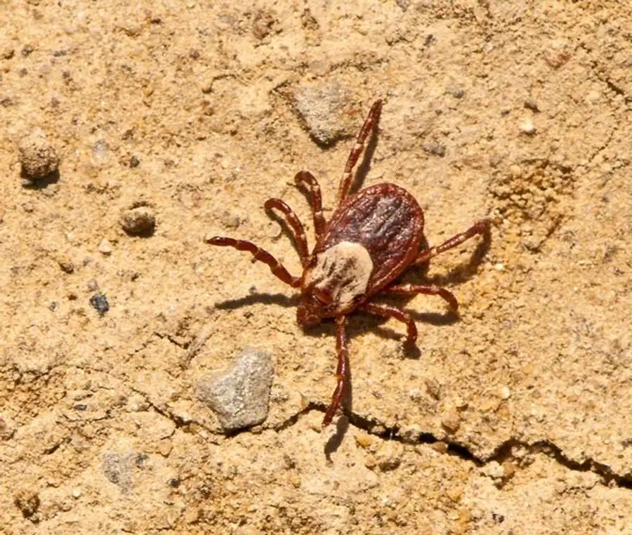 Видовой состав гамазовых клещей северной и центральной лесостепи Видовой состав гамазовых клещей северной и центральной лесостепи