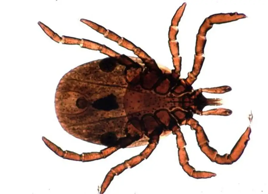 Клещи южной лесостепи и степи Клещи южной лесостепи и степи