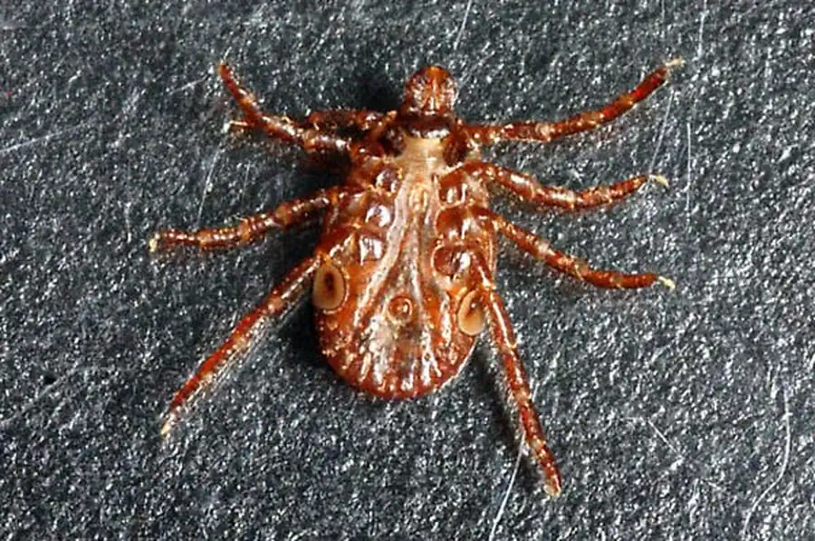 Видовой состав гамазовых клещей южной лесостепи и степи Видовой состав гамазовых клещей южной лесостепи и степи