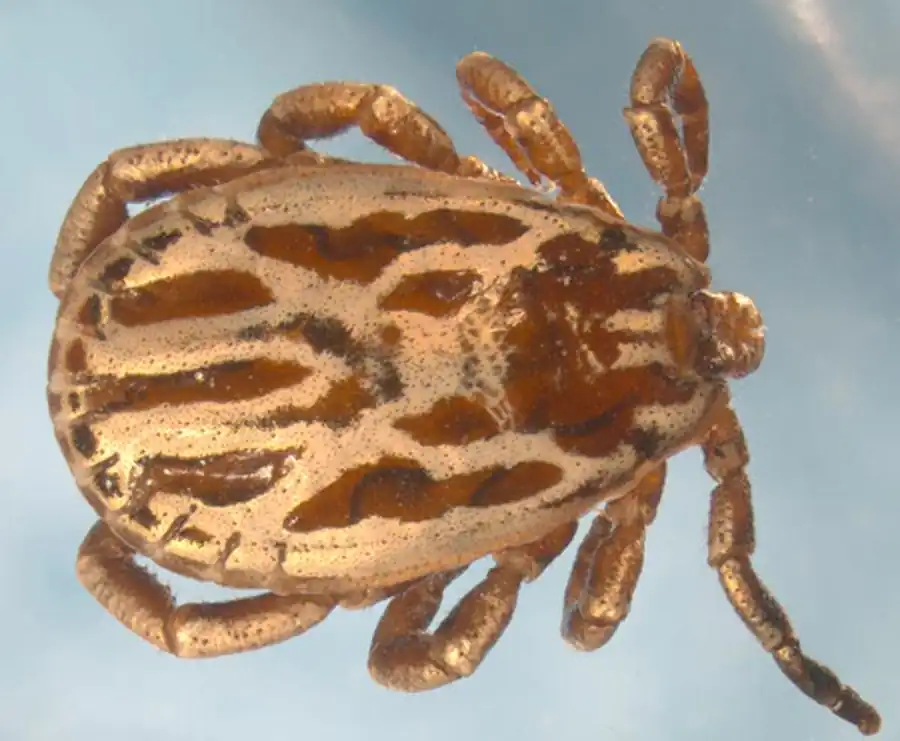 Клещи поймы Оби Клещи поймы Оби