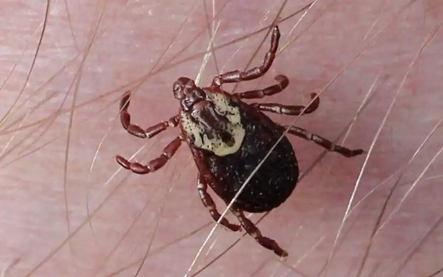 Гамазовые клещи сельских населенных пунктов Гамазовые клещи сельских населенных пунктов