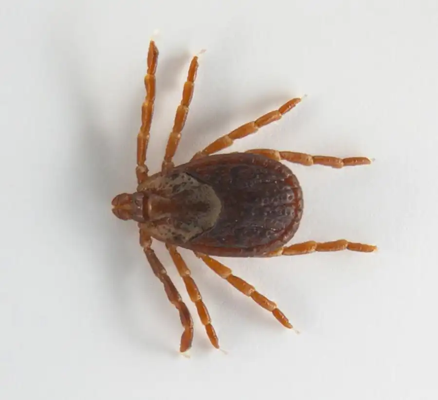 Эпидемиологическое значение клещей синантропных грызунов