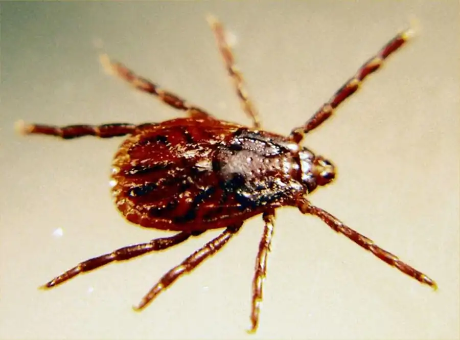 Клещи являются резервуарами и переносчиками инфекции Клещи являются резервуарами и переносчиками инфекции