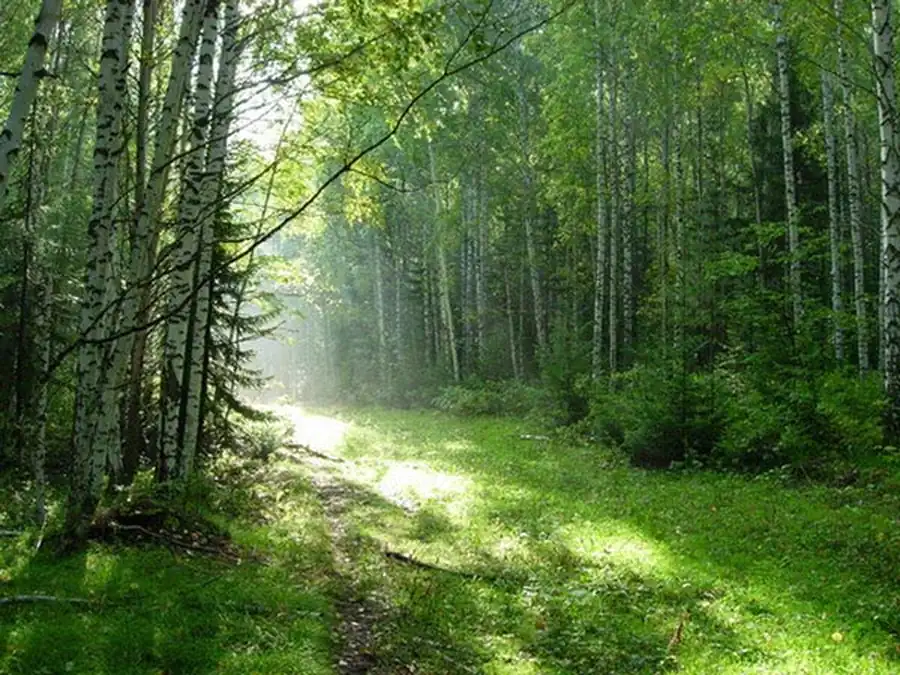 Разработка районирования животного населения Новосибирской области Разработка районирования животного населения Новосибирской области