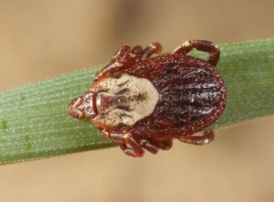 Свободноживущие гамазовые клещи в Новосибирской области Свободноживущие гамазовые клещи в Новосибирской области