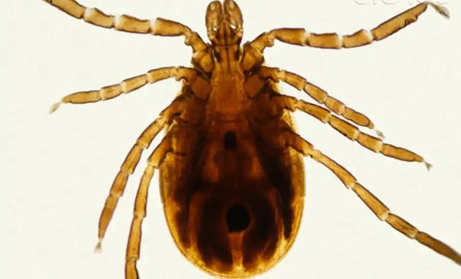 Эпидемиологическая (эпизоотологическая) роль свободноживущих гамазид Эпидемиологическая (эпизоотологическая) роль свободноживущих гамазид