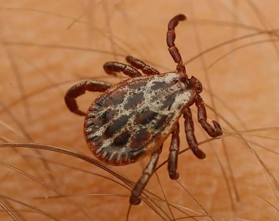 Литература по исследованиям гамазовых клещей Литература по исследованиям гамазовых клещей