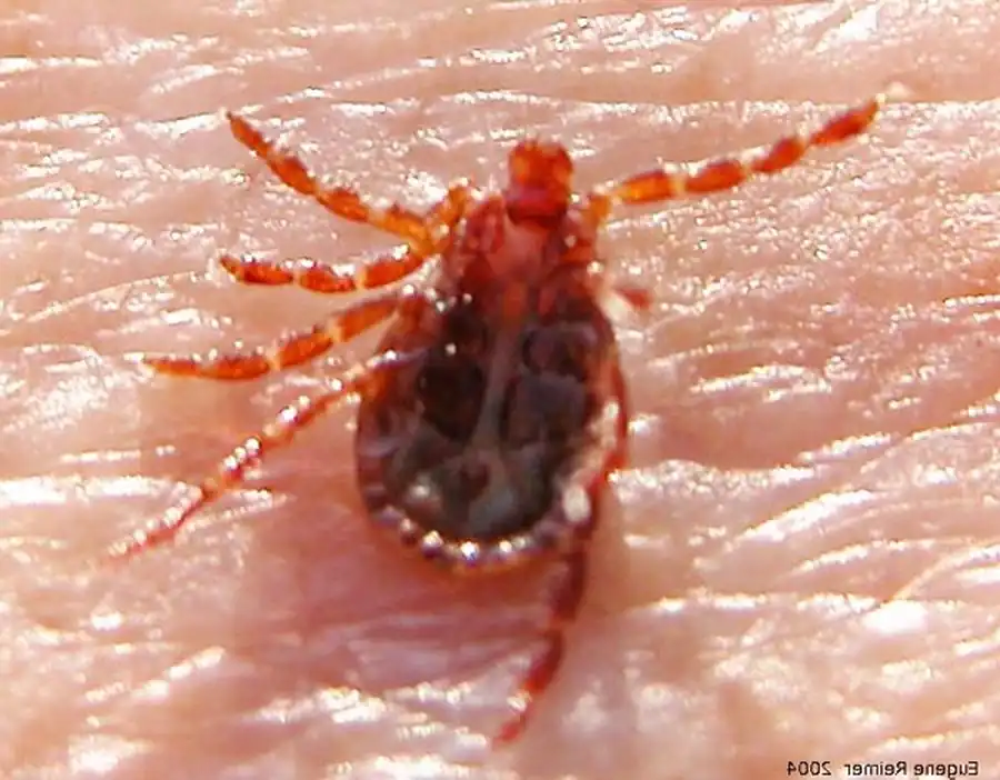 Литература по исследованиям гамазовых клещей. Часть 2 Литература по исследованиям гамазовых клещей. Часть 2