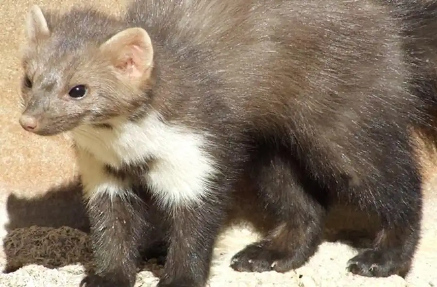 Результаты микологического обследования мелких млекопитающих Новосибирской области Результаты микологического обследования мелких млекопитающих Новосибирской области