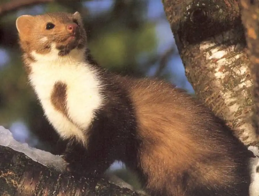 Гипсовидный трихофитон в Новосибирской области Гипсовидный трихофитон в Новосибирской области