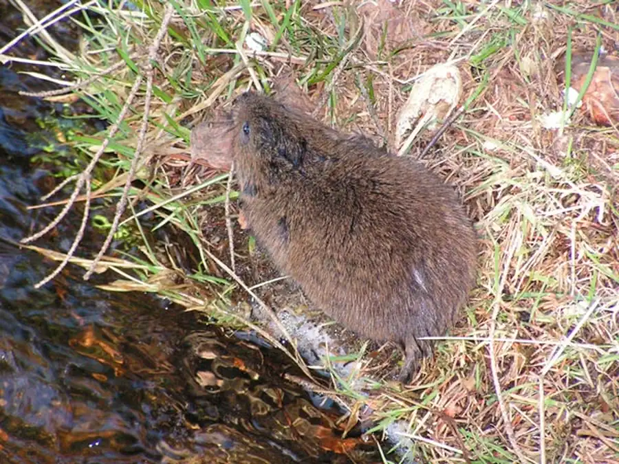 Характере проявления трихофитии водяных крыс Характере проявления трихофитии водяных крыс