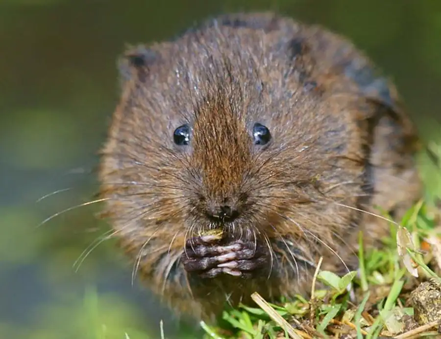 Передаче инфекционного начала от водяной крысы ондатре и полевке-экономке Передаче инфекционного начала от водяной крысы ондатре и полевке-экономке