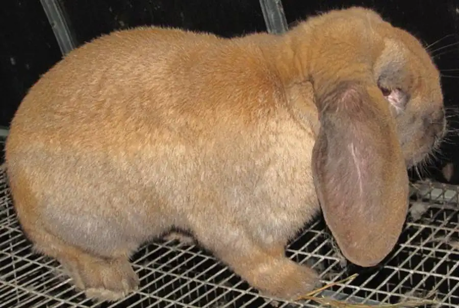 Опыты экспериментального заражения кроликов Опыты экспериментального заражения кроликов