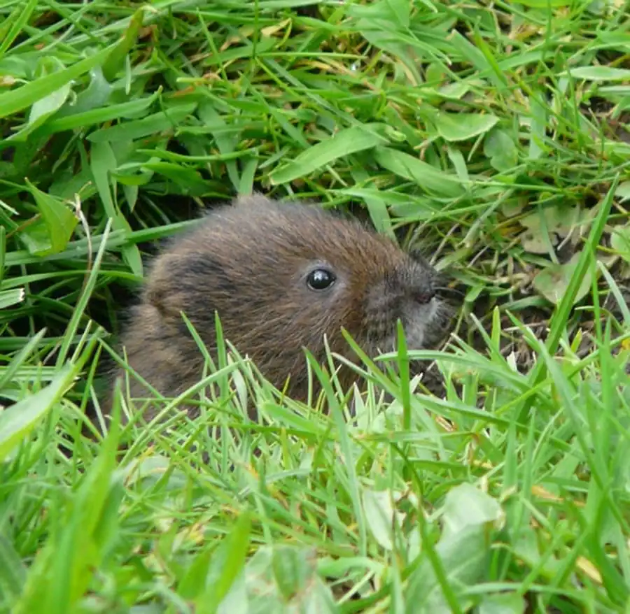 Процесс адаптации почвенных кератофилов к организму водяных крыс Процесс адаптации почвенных кератофилов к организму водяных крыс